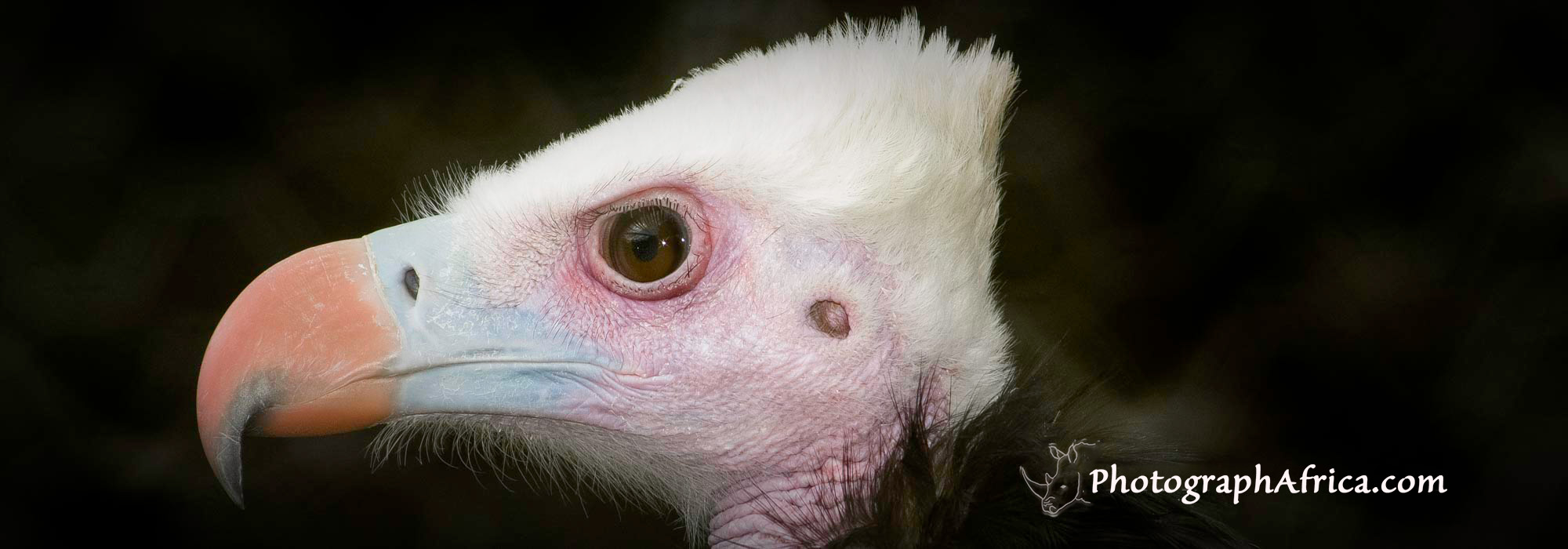 safari with a naturalist guide